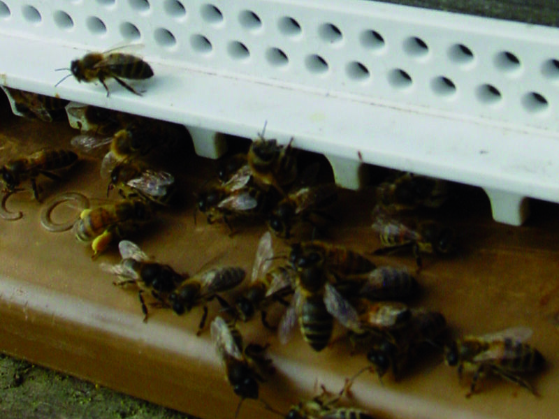 La ruche Petite centaurée