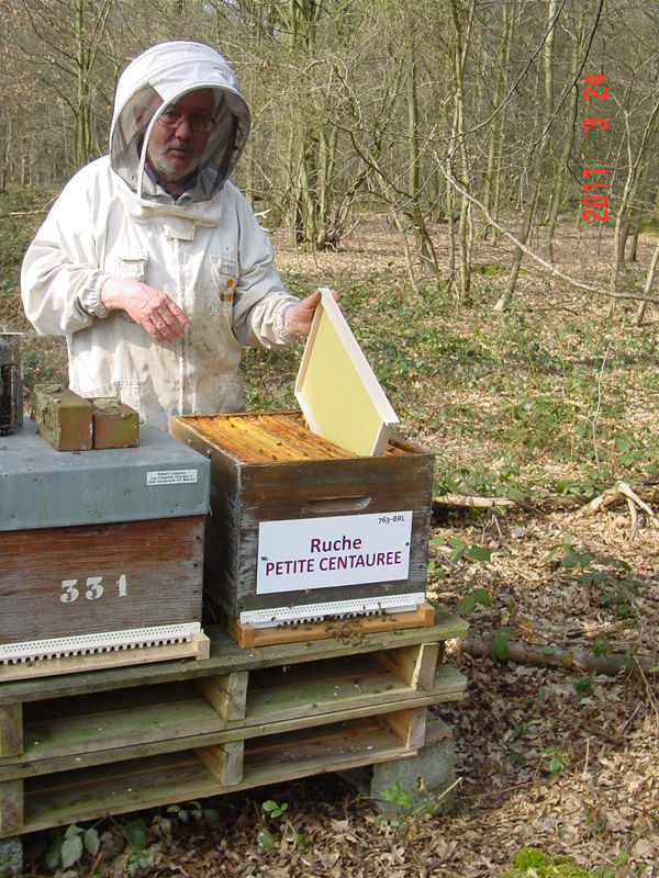La ruche Petite centaurée