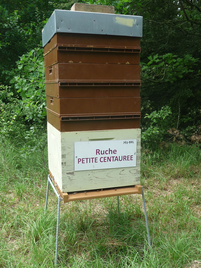La ruche Petite centaurée