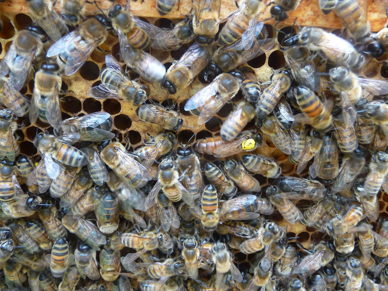 La ruche Petite centaurée