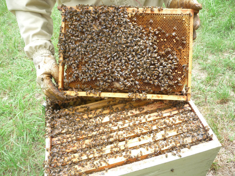 La ruche Petite centaurée