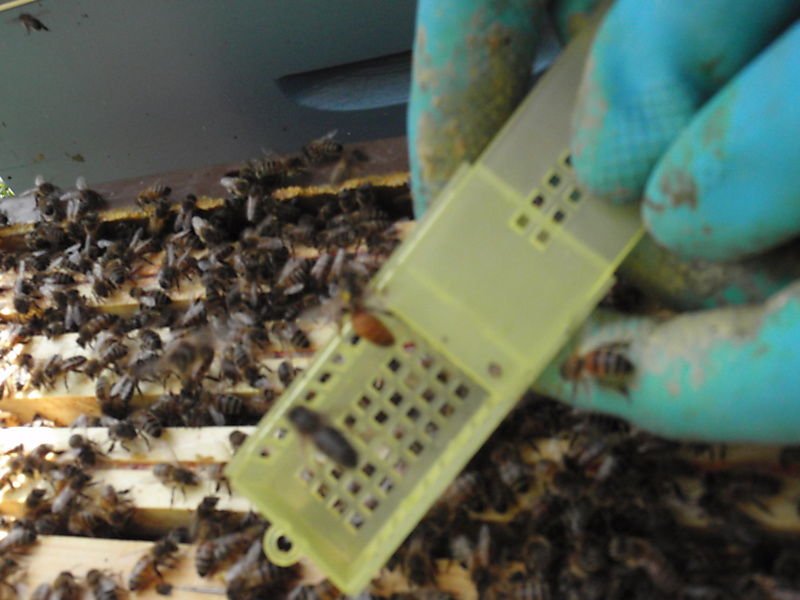 La ruche Petite centaurée