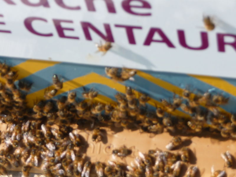 La ruche Petite centaurée