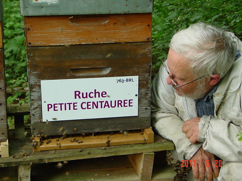 La ruche Petite centaurée