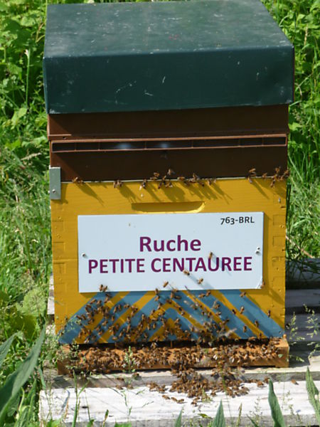 La ruche Petite centaurée