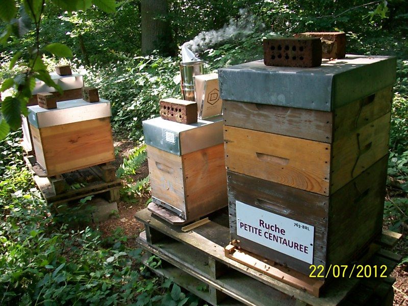 La ruche Petite centaurée