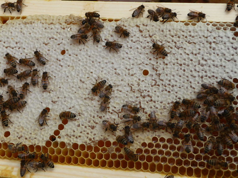 La ruche Petite centaurée