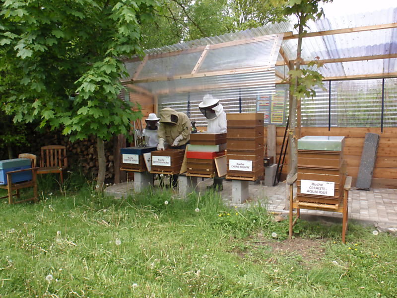 La ruche Petite centaurée