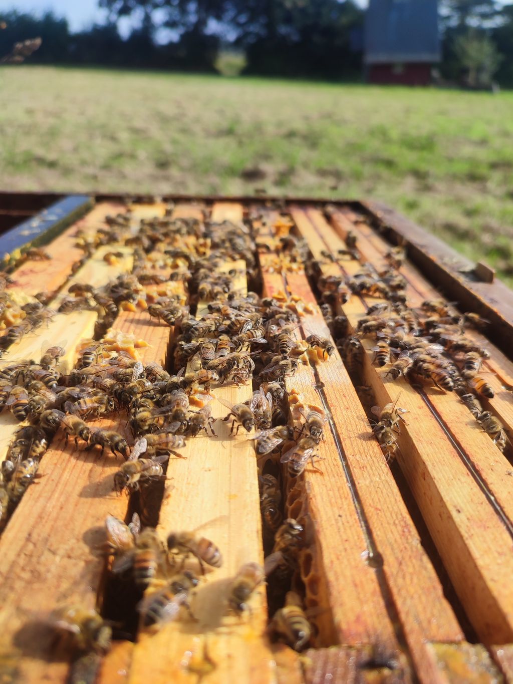 La ruche Petite centaurée