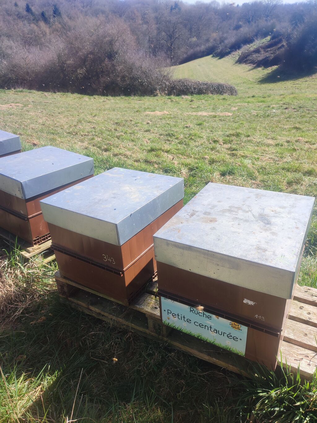La ruche Petite centaurée