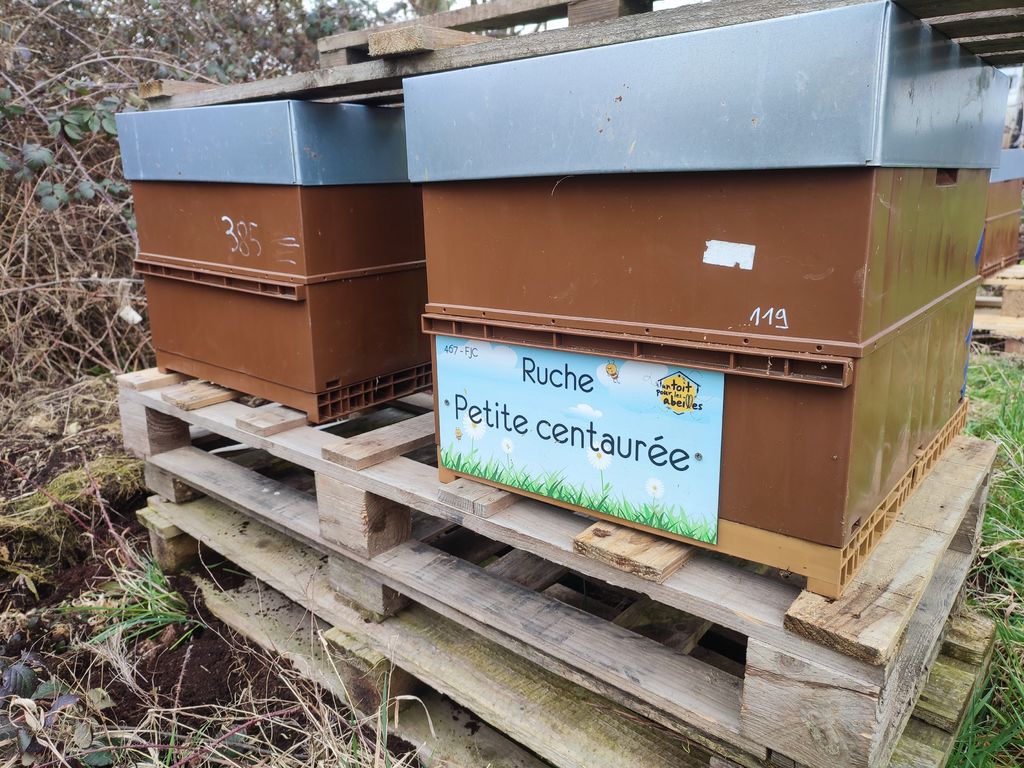 La ruche Petite centaurée