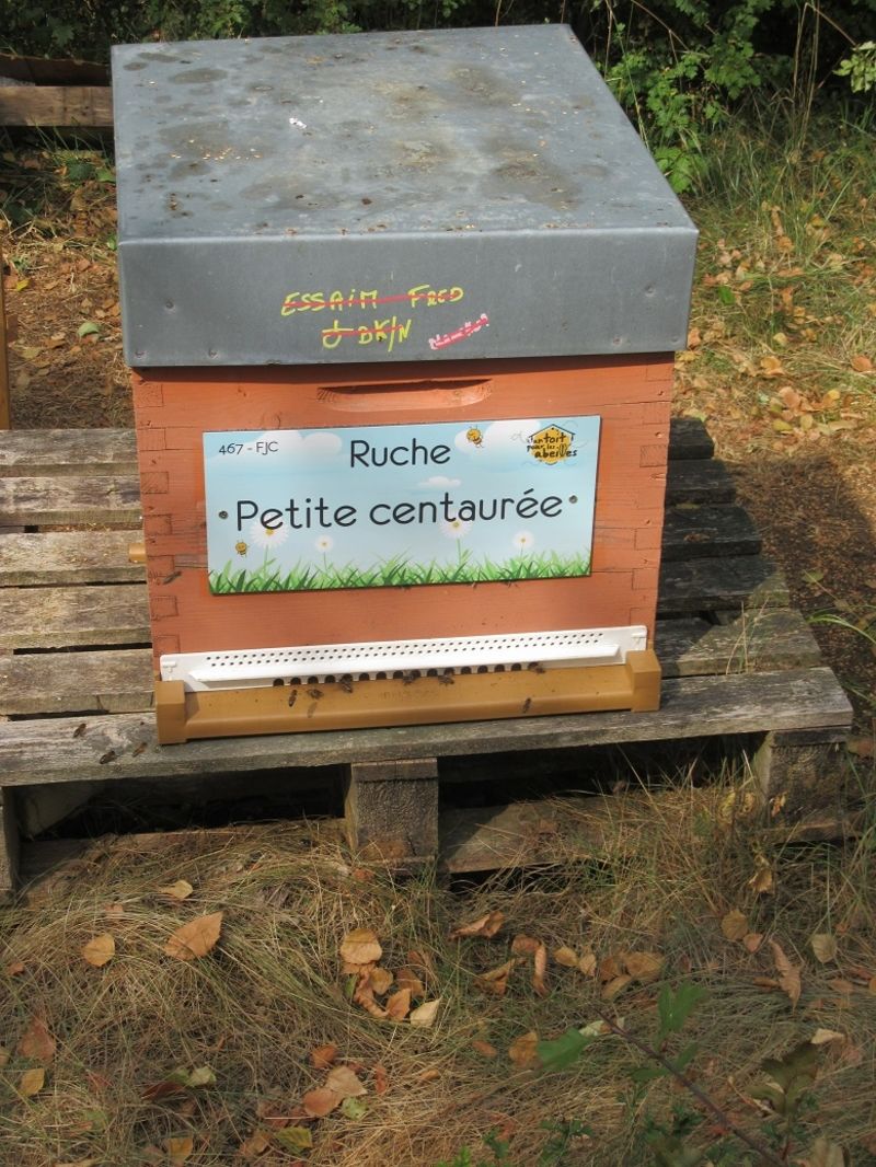 La ruche Petite centaurée