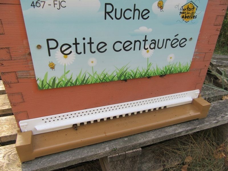 La ruche Petite centaurée