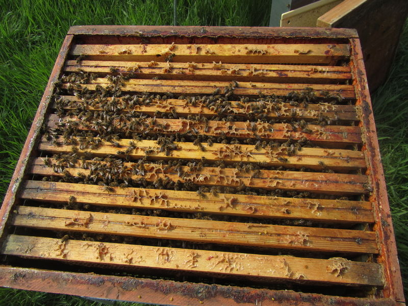 La ruche Petite centaurée