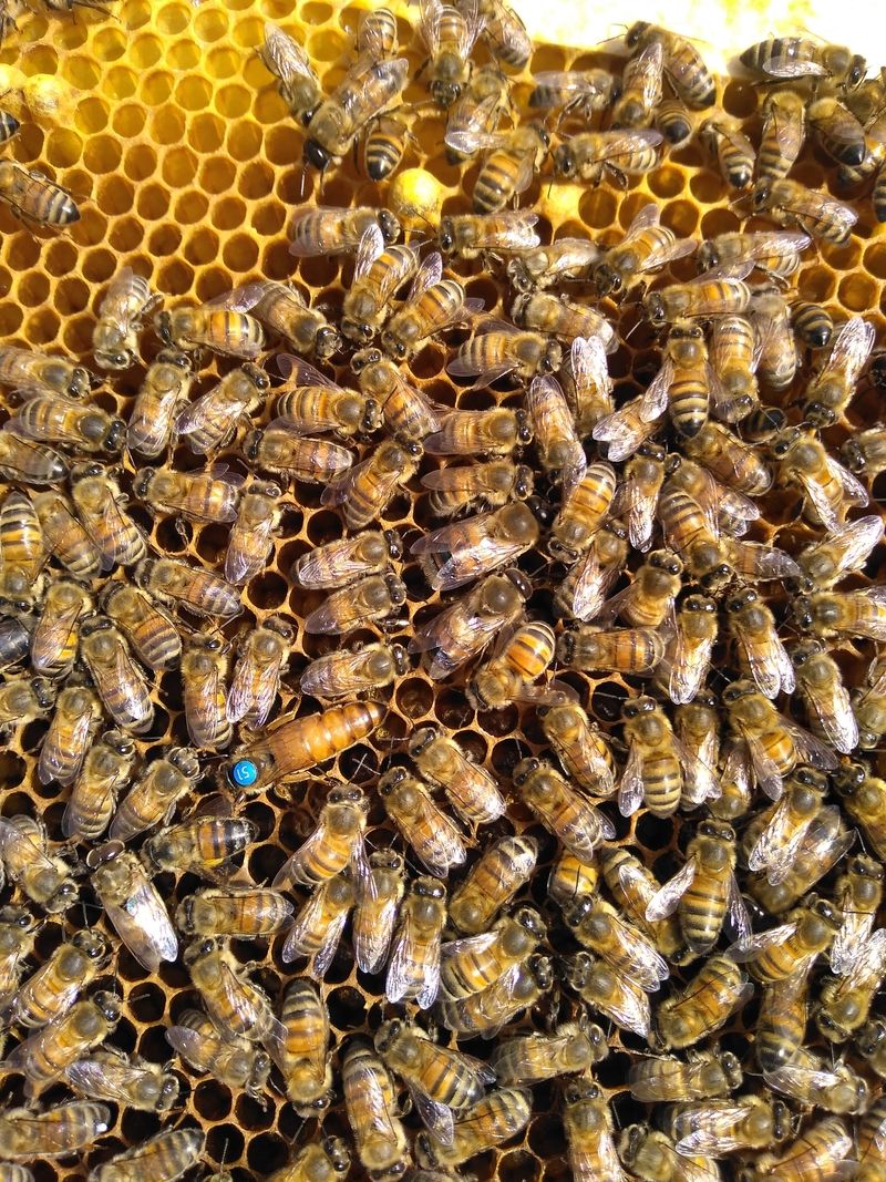 La ruche Petite centaurée