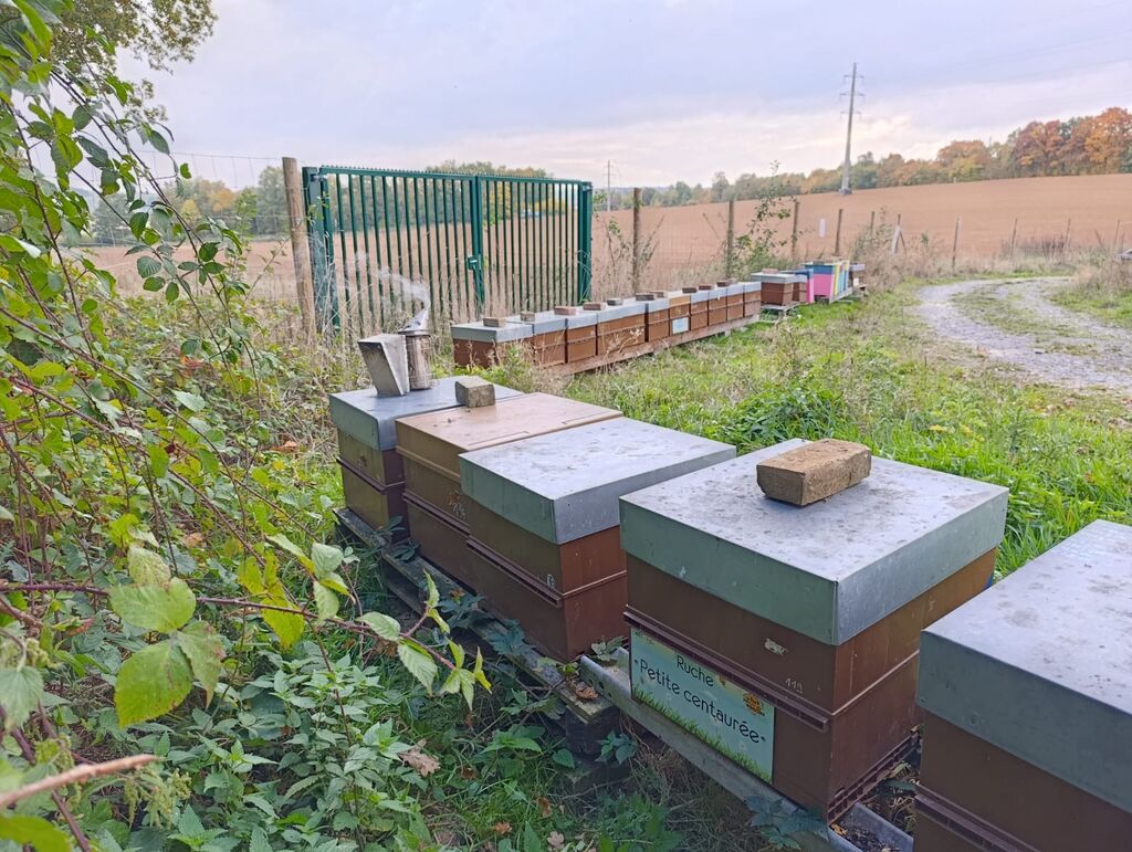 La ruche Petite centaurée