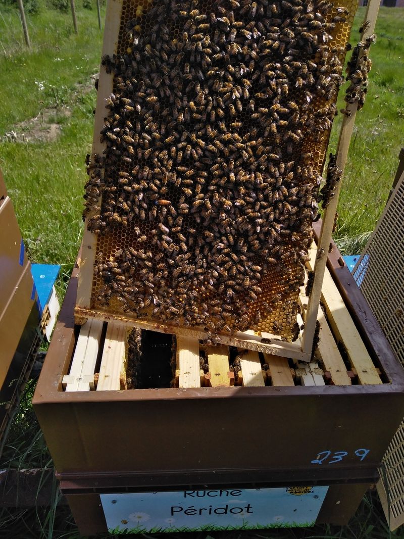 La ruche Petite centaurée