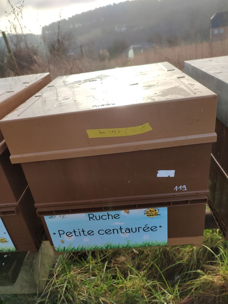 La ruche Petite centaurée