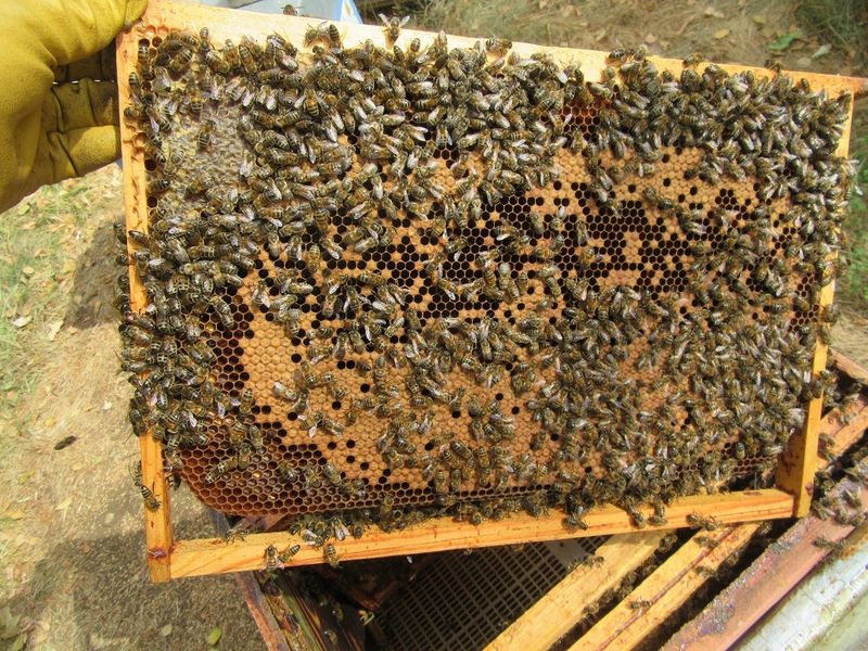 La ruche Petite centaurée