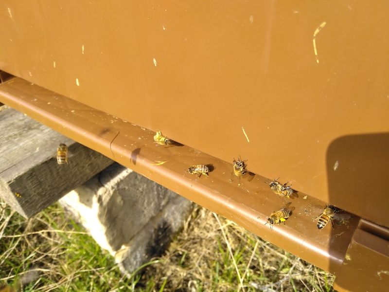 La ruche Petite centaurée