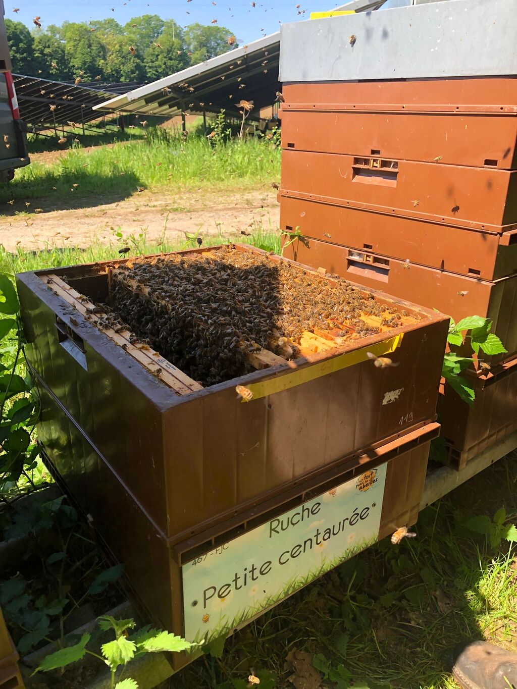 La ruche Petite centaurée