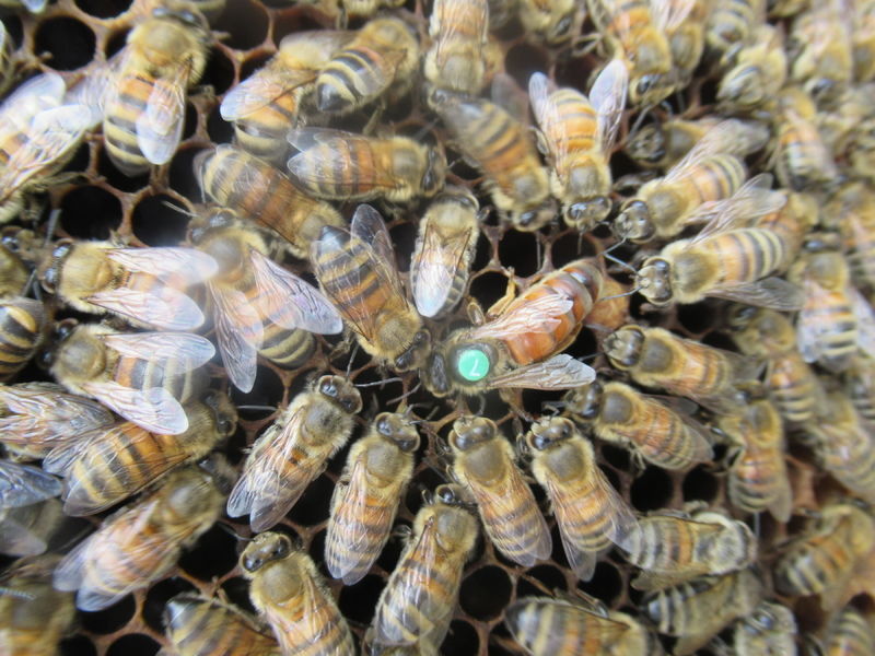 La ruche Petite centaurée