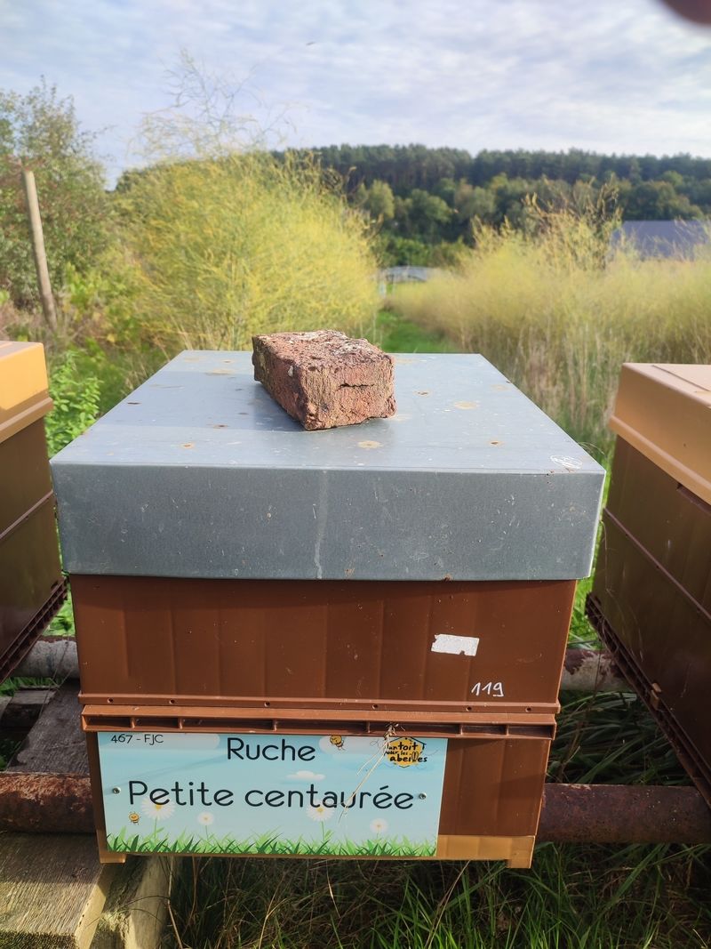 La ruche Petite centaurée