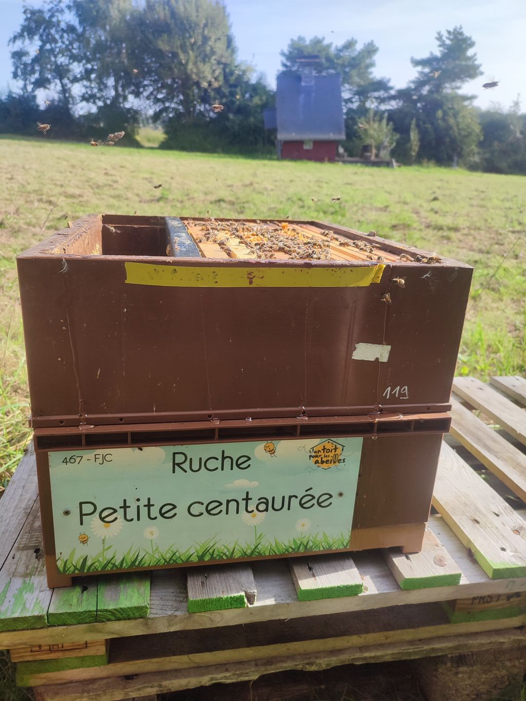 La ruche Petite centaurée