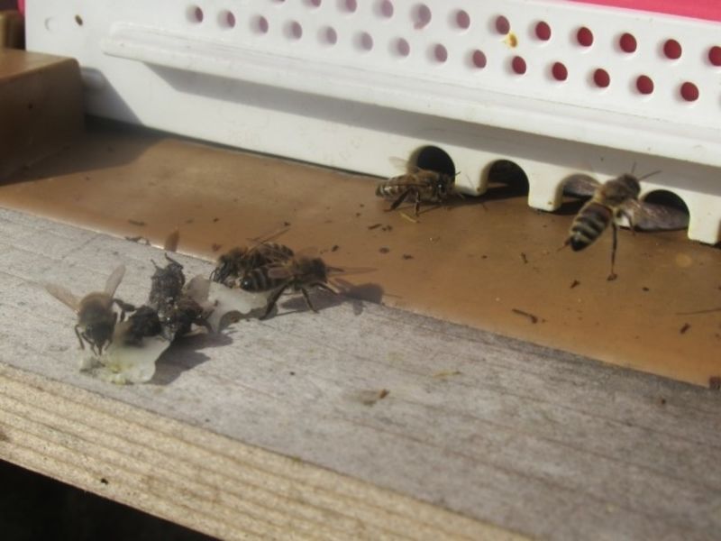 La ruche Petite centaurée