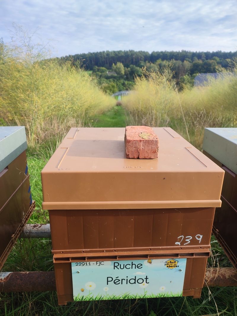 La ruche Petite centaurée