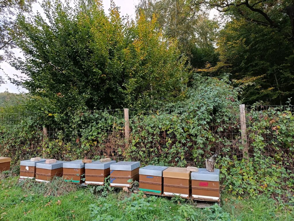 La ruche Petite centaurée