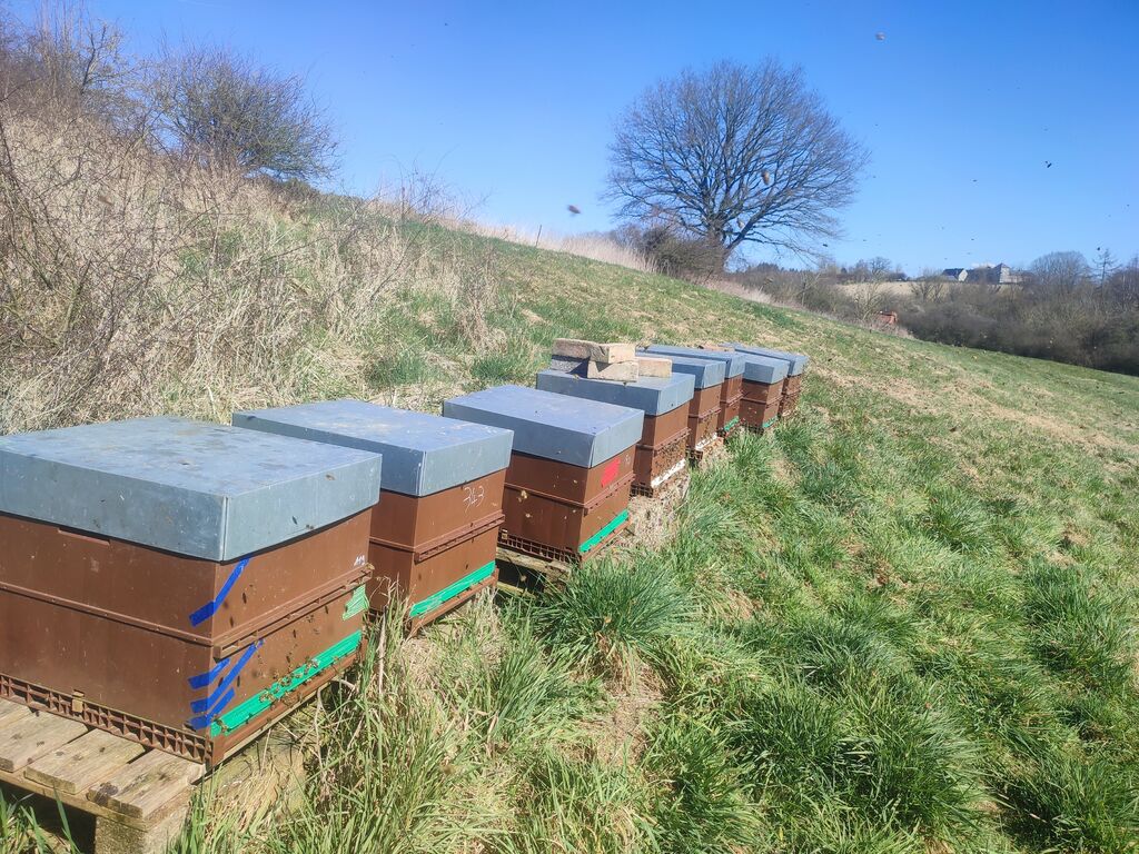 La ruche Petite centaurée