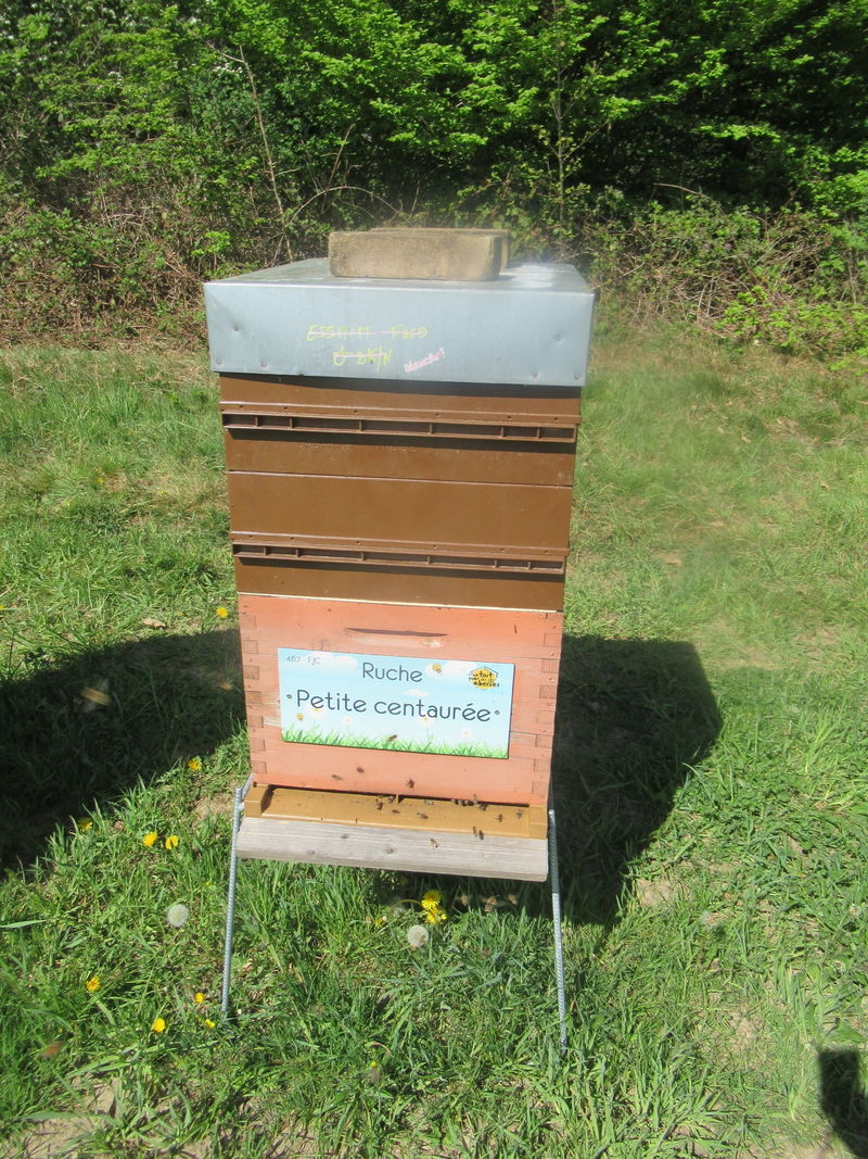 La ruche Petite centaurée