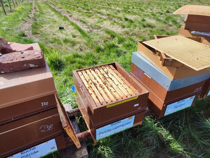 La ruche Petite centaurée