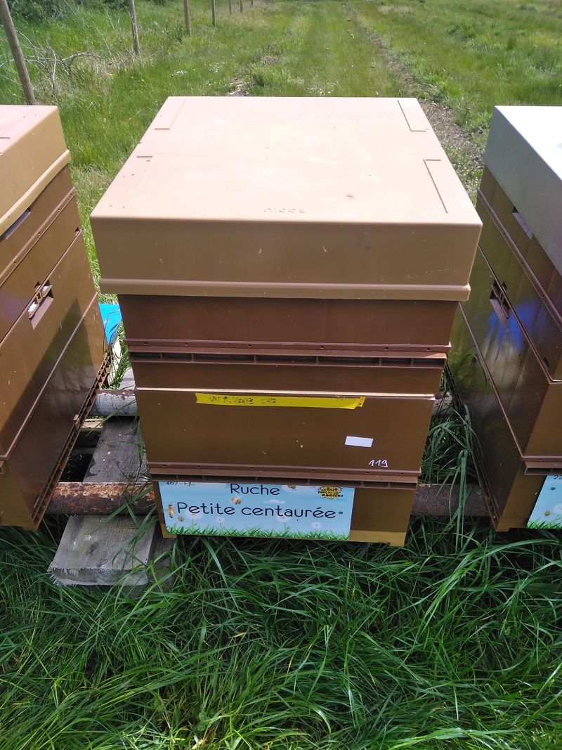 La ruche Petite centaurée