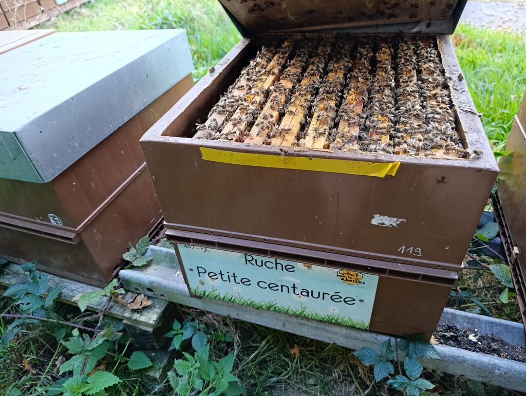 La ruche Petite centaurée