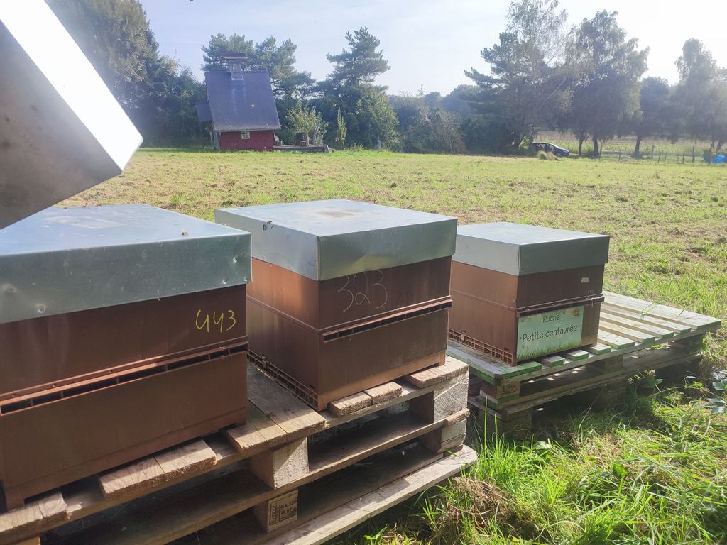 La ruche Petite centaurée