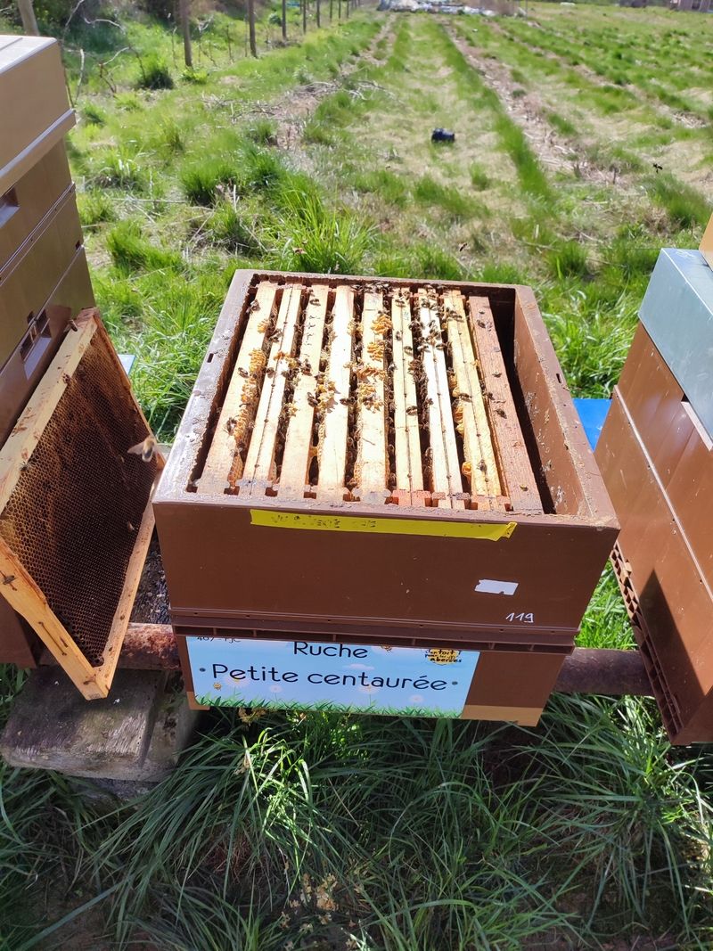 La ruche Petite centaurée