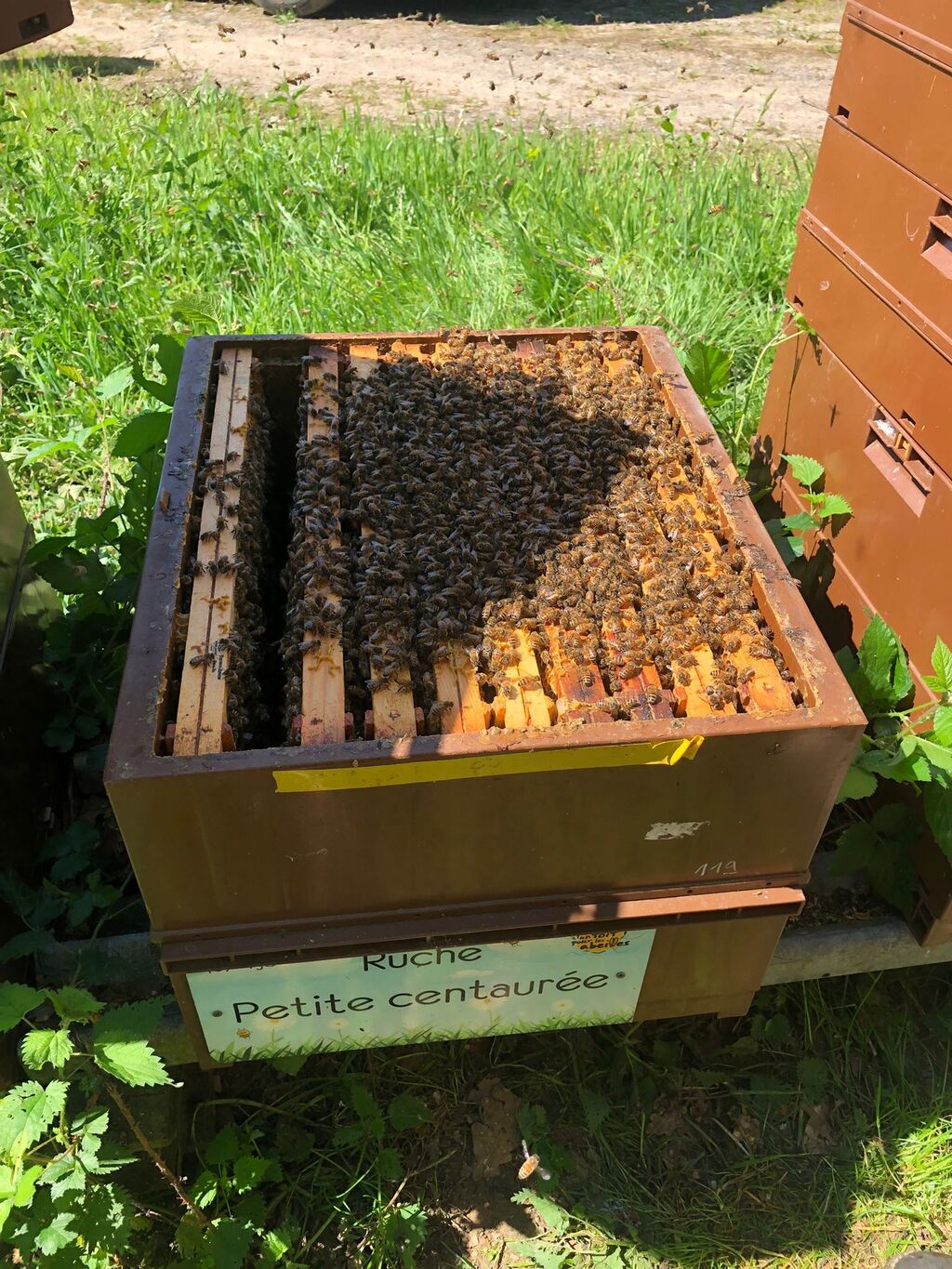 La ruche Petite centaurée