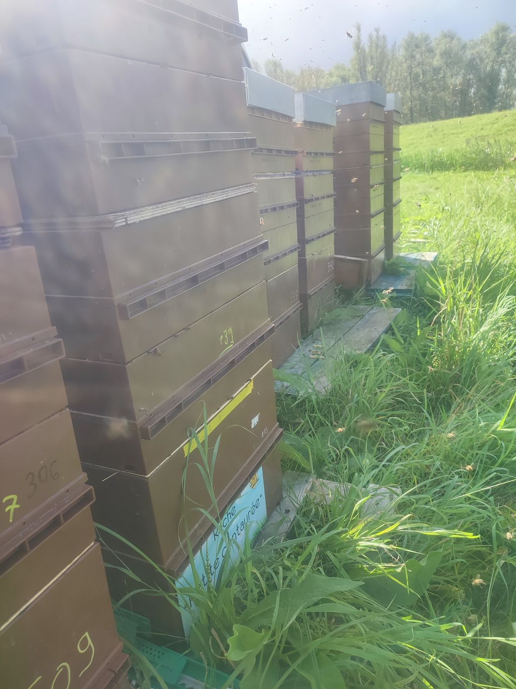 La ruche Petite centaurée