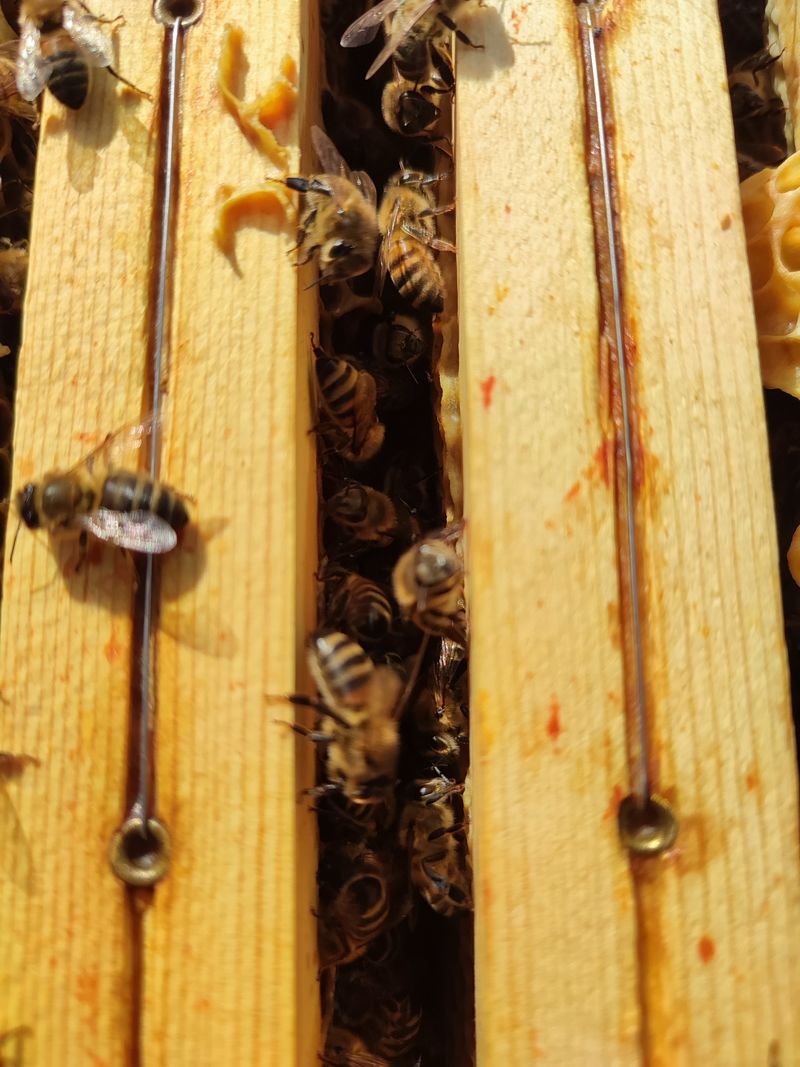 La ruche Petite centaurée