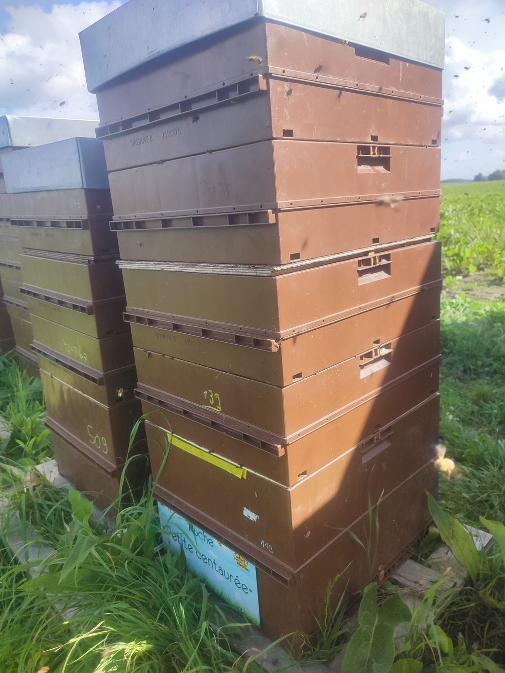 La ruche Petite centaurée