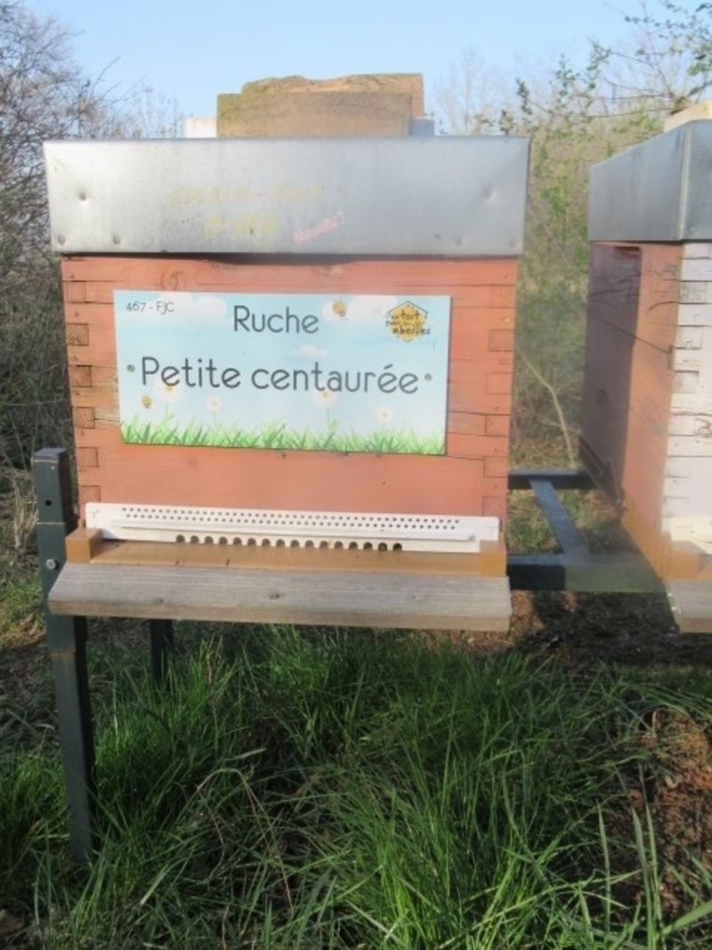 La ruche Petite centaurée
