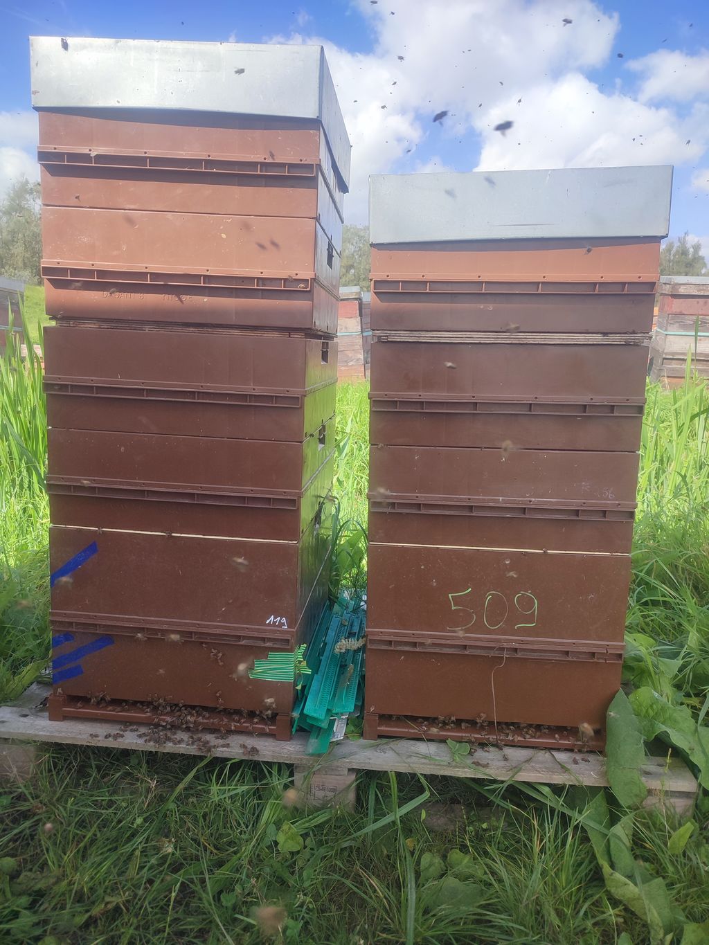 La ruche Petite centaurée