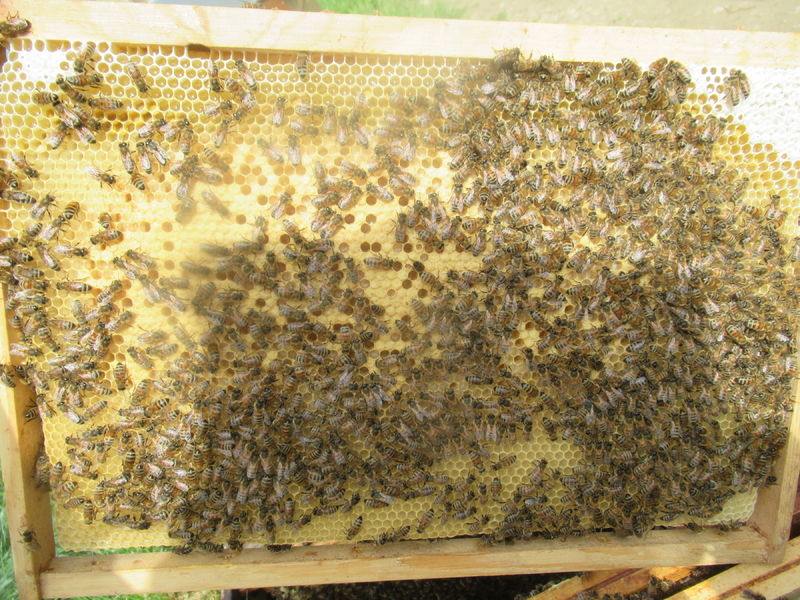 La ruche Petite centaurée