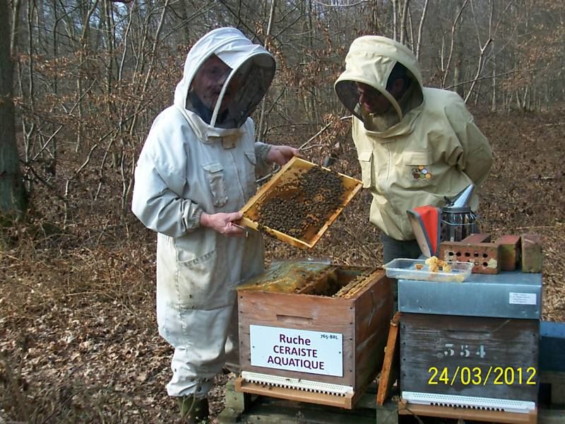 La ruche Ceraiste aquatique