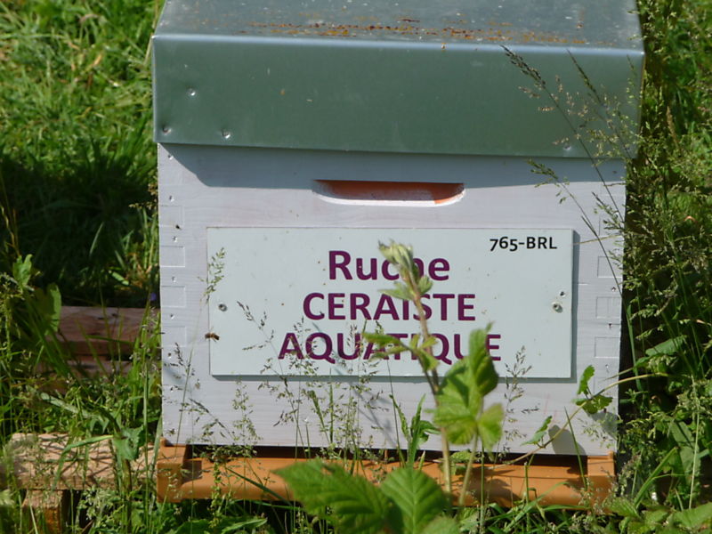 La ruche Ceraiste aquatique