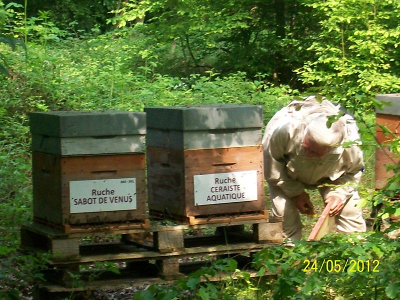 La ruche Ceraiste aquatique