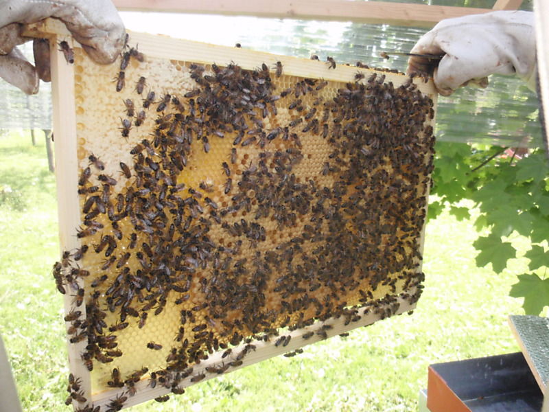 La ruche Ceraiste aquatique