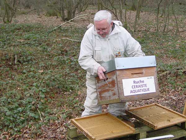 La ruche Ceraiste aquatique